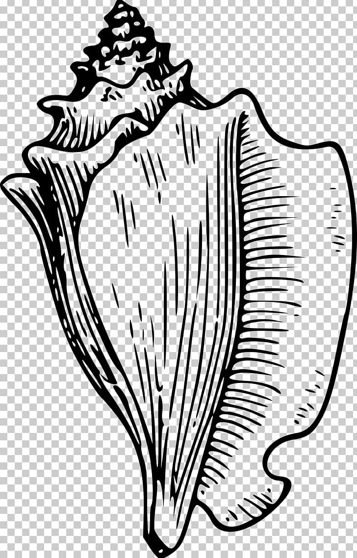 Conch Seashell Drawing PNG, Clipart, Art, Artwork, Black And White, Clip Art, Color Free PNG Download