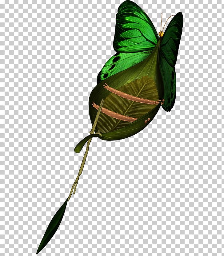 Leaf Plant Stem PNG, Clipart, Boat, Butterfly, Insect, Invertebrate, Leaf Free PNG Download