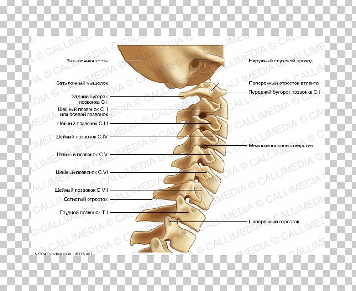 Cervical Vertebrae Vertebral Column Lumbar Vertebrae Axis Anatomy PNG, Clipart, Abdomen, Anatomy, Arm, Atlas, Axis Free PNG Download