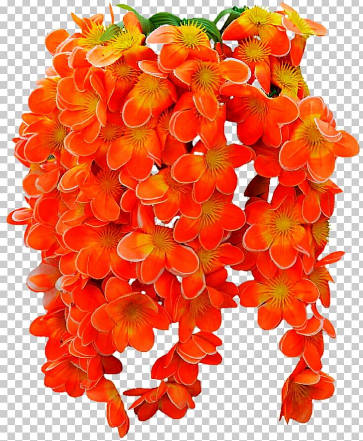 Cut Flowers Petal PNG, Clipart, Cut Flowers, Flower, Flowering Plant, Orange, Others Free PNG Download