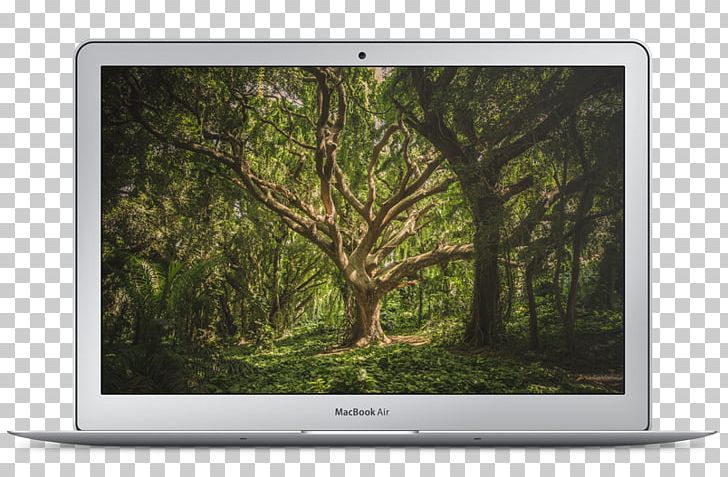 Nature Tree Animal Desktop Wildlife PNG, Clipart, 8k Resolution, Animal, Conservation, Desktop Wallpaper, Display Device Free PNG Download