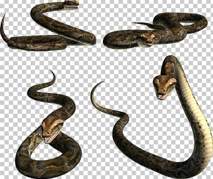 Snakes King Cobra Reptile PNG, Clipart, Animals, Boa Constrictor, Boas, Clipping Path, Colubridae Free PNG Download