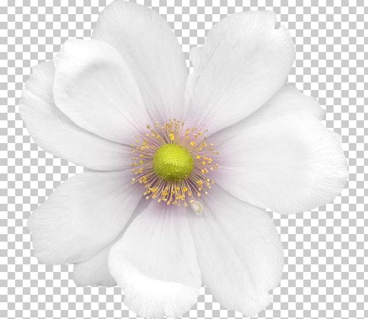 Anemone Cut Flowers Rose Family Petal PNG, Clipart, Anemone, Blossom, Cut Flowers, Flower, Flowering Plant Free PNG Download