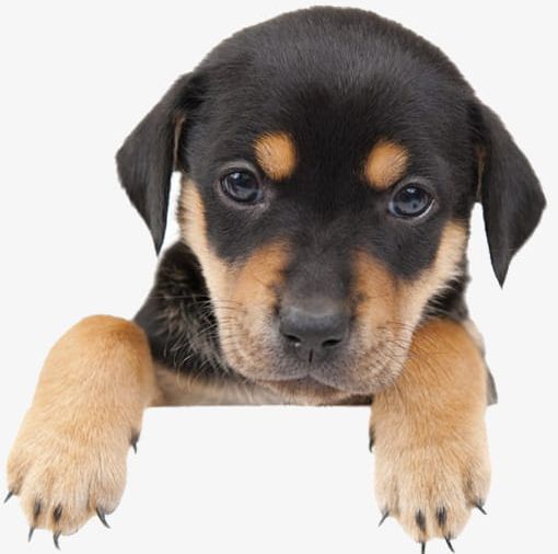 Cute Dog PNG, Clipart, Animal, Cute Clipart, Cute Clipart, Dog, Dog Clipart Free PNG Download