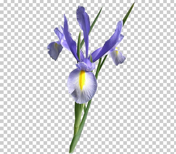 Orris Root Northern Blue Flag Iris Flower Purple PNG, Clipart, Blue, Blue Flag Iris, Blue Iris, Bud, Color Free PNG Download