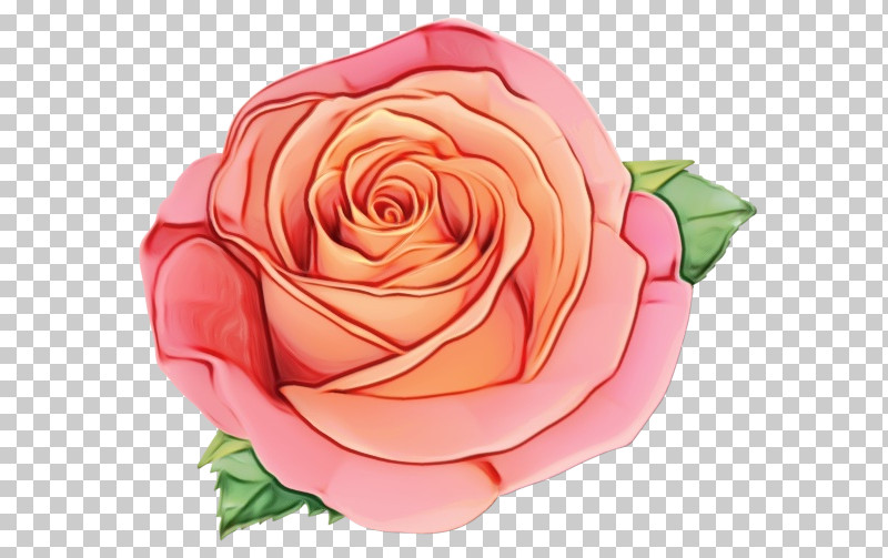 Garden Roses PNG, Clipart, Cabbage Rose, Cut Flowers, Floribunda, Flower, Garden Free PNG Download