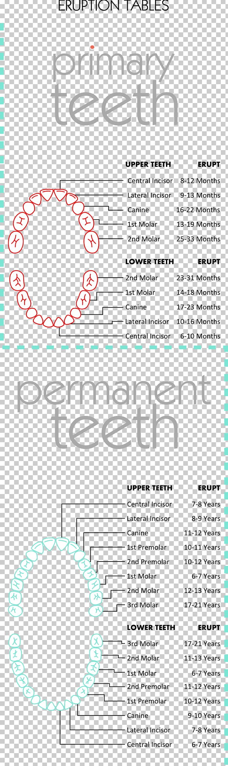 Document Graphic Design Line Pattern PNG, Clipart, Area, Art, Baby Teeth, Circle, Diagram Free PNG Download