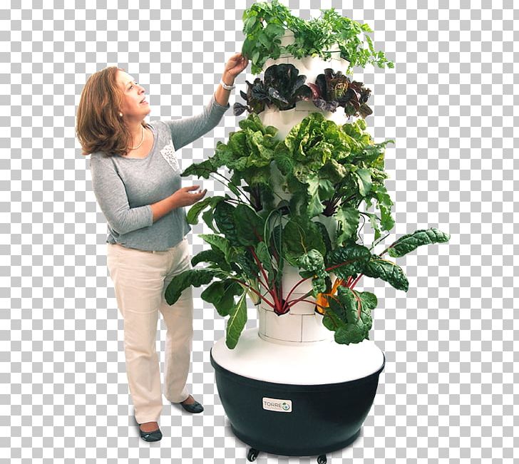 Hydroponics Houseplant Flowerpot Cultivo Aeroponics PNG, Clipart, Aeroponics, Albahaca, Catalog, Crop, Cultivar Free PNG Download