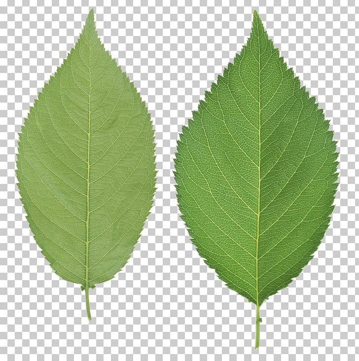 Leaf PNG, Clipart, Bodyshope, Computer Icons, Directory, Display Resolution, Dots Per Inch Free PNG Download
