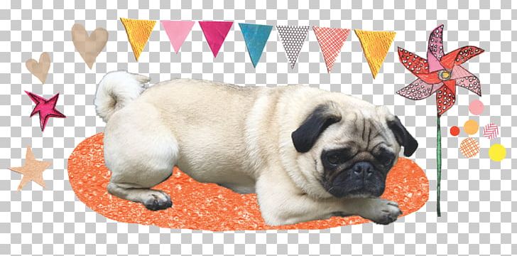 Pug Puppy Dog Breed Companion Dog Toy Dog PNG, Clipart, Breed, Carnivoran, Companion Dog, Crossbreed, Dog Free PNG Download
