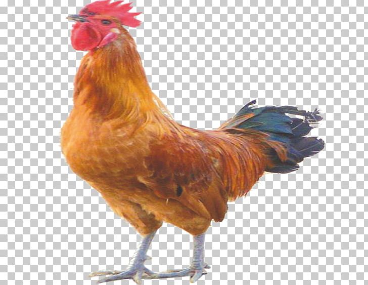 Rooster Chicken Bird PNG, Clipart, Animals, Badminton Shuttle Cock, Beak, Big Cock, Bird Free PNG Download