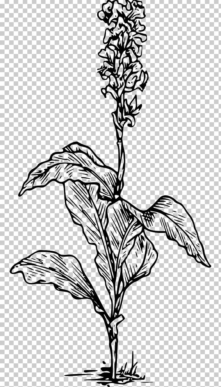 Drawing Canna PNG, Clipart, Art, Artwork, Black And White, Branch, Canna Free PNG Download