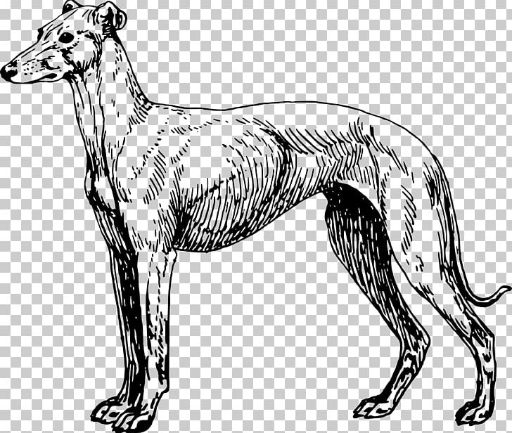 Greyhound Lines Greyhound Adoption PNG, Clipart, Artwork, Black And White, Carnivoran, Dog, Dog Breed Free PNG Download