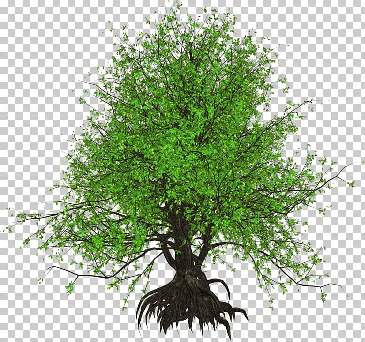 Tree Shrub Plant Technology Birch PNG, Clipart, Bark, Bead, Birch, Branch, Flower Free PNG Download