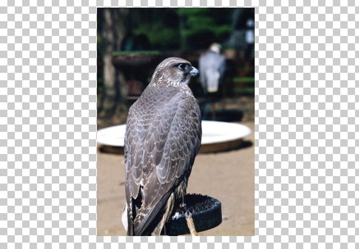 Welsh Hawking Centre Falcon Beak Wales PNG, Clipart, Animals, Beak, Bird, Bird Of Prey, Falcon Free PNG Download