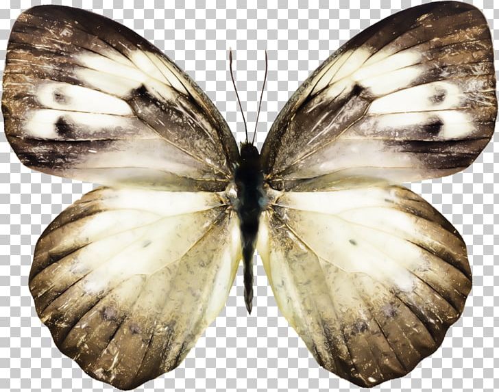 Butterfly Pieris Rapae Green-veined White Madeiran Large White Insect PNG, Clipart, Animal, Animals, Aporia Crataegi, Arthropod, Beautiful Free PNG Download