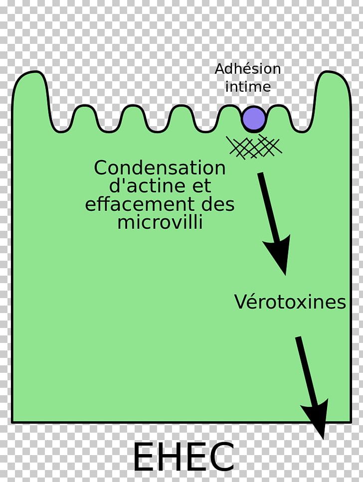 E. Coli Escherichia Coli O157:H7 Shigatoxigenic And Verotoxigenic Escherichia Coli Bacteria Shiga-like Toxin PNG, Clipart, Angle, Area, Bacteria, Brand, Diagram Free PNG Download