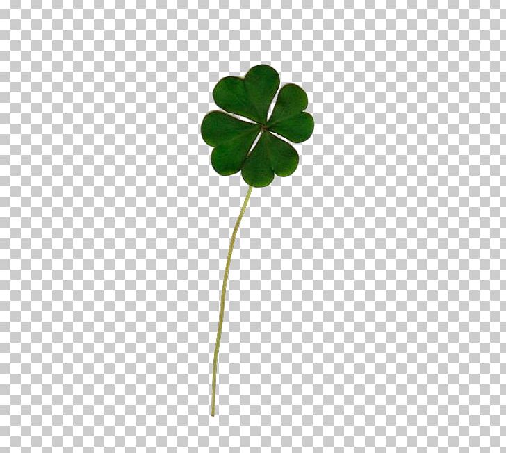 Four-leaf Clover Luck White Clover Drawing PNG, Clipart, Clover, Drawing, Droopy, Flower, Flowering Plant Free PNG Download