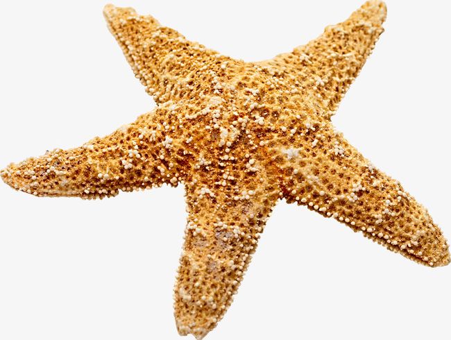 Marine Decoration Starfish PNG, Clipart, Decoration, Decoration Clipart, Map, Marine Clipart, Sea Free PNG Download