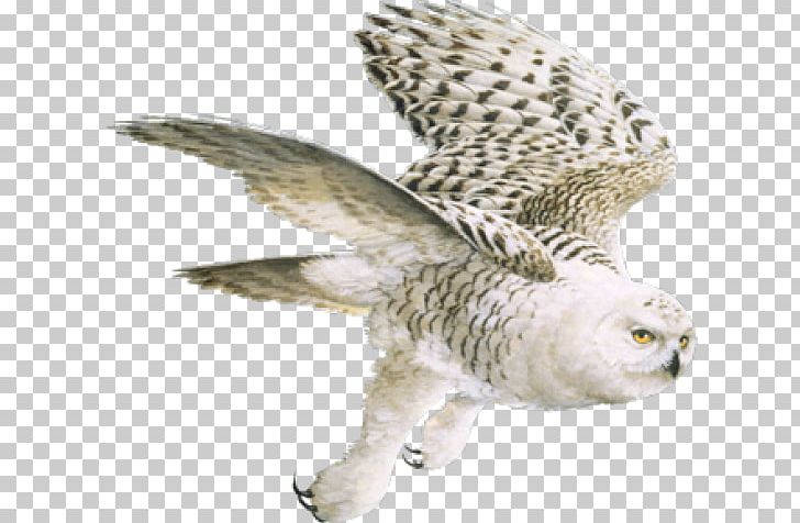 Owl Digital Art Painting Feather PNG, Clipart, Animal, Arama, Art, Beak, Bird Free PNG Download