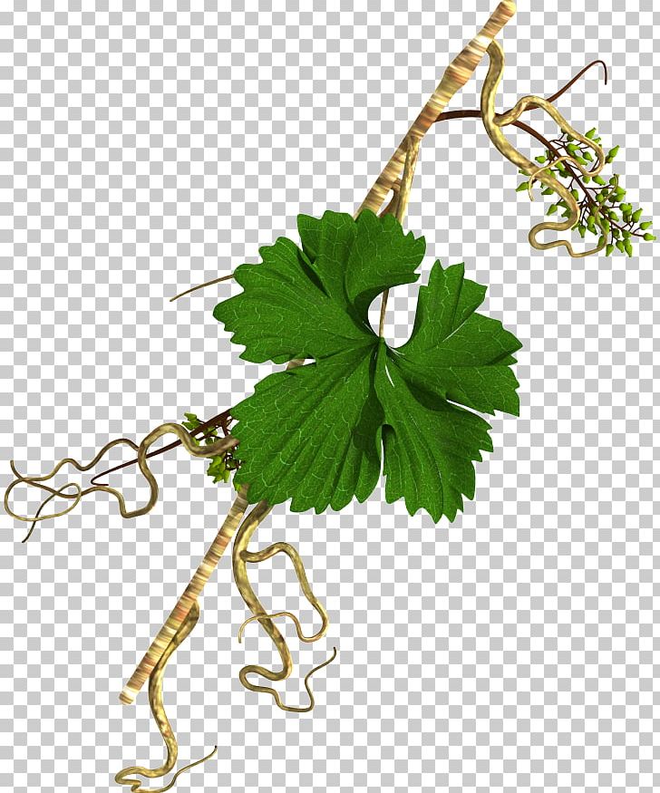Grape Herb Traditional Chinese Medicine Plant Stem Iran PNG, Clipart, Alignment, Branch, Diagonal, Flowering Plant, Food Free PNG Download
