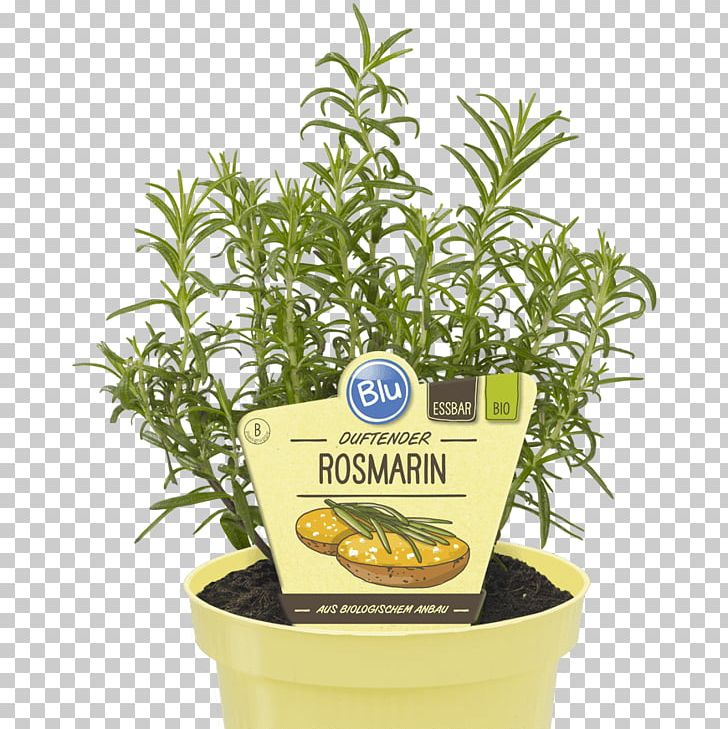 Herb Rosemary Curry Plant Organic Food Basil PNG, Clipart, Basil, Bedding, Calabash, Curry Plant, Embryophyta Free PNG Download