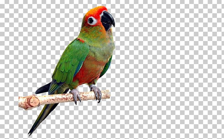 Parrot Bird Avian Veterinarian Conure PNG, Clipart, Amazon Parrot, Animals, Avian Veterinarian, Beak, Bird Free PNG Download