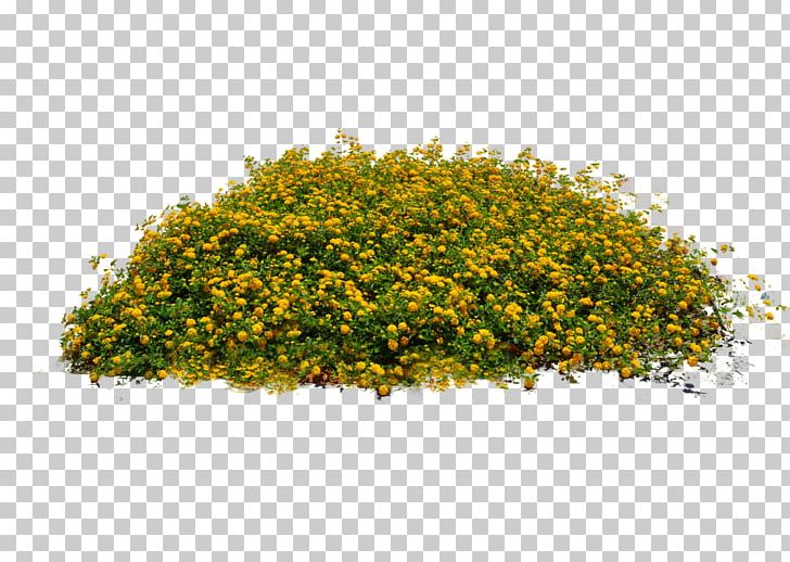Plant Flower PNG, Clipart, Desktop Wallpaper, Display Resolution, Flower, Food Drinks, Garden Roses Free PNG Download
