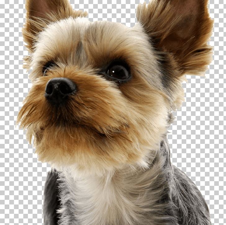 West Highland White Terrier Yorkshire Terrier Puppy Maltese Dog Pet PNG, Clipart, Animals, Australian Silky Terrier, Carnivoran, Companion Dog, Dog Breed Free PNG Download