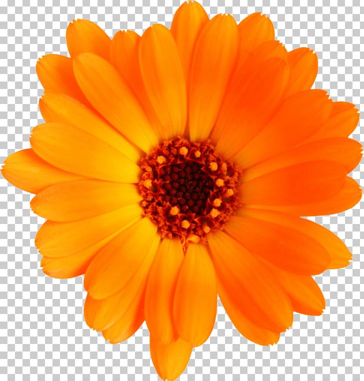 Flower Calendula Officinalis PNG, Clipart, Calendula, Calendula Officinalis, Color, Common Daisy, Daisy Family Free PNG Download