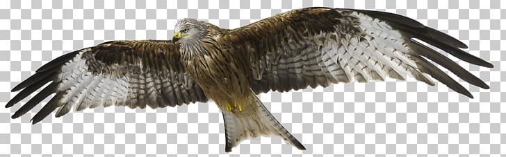 Red Kite Bird Of Prey Bald Eagle PNG, Clipart, Accipitriformes, Animal Figure, Animals, Bald , Beak Free PNG Download