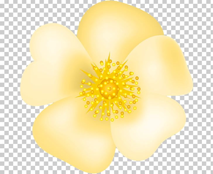 Flower Gargamel PNG, Clipart, Blossom, Closeup, Computer Wallpaper, Desktop Wallpaper, Flower Free PNG Download