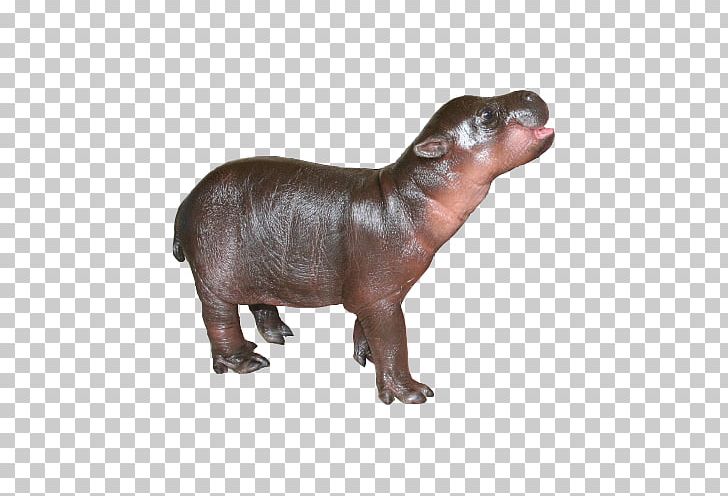 Pygmy Hippopotamus Giant Panda Baby Hippos ZooBorns The Next Generation: Newer PNG, Clipart,  Free PNG Download