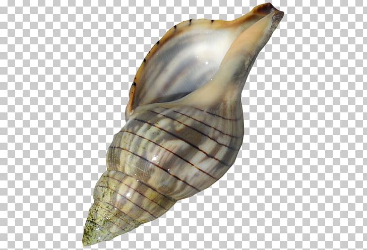 Sea Snail Conch Lymnaeidae PNG, Clipart, Cartoon Conch, Conch, Conch Blowing, Conchology, Conchs Free PNG Download