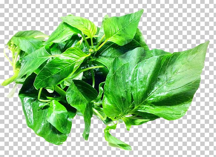Spinach Amaranth Leaf PNG, Clipart, Amaranth, Amaranth Leaves, Basil, Biological Pigment, Chard Free PNG Download
