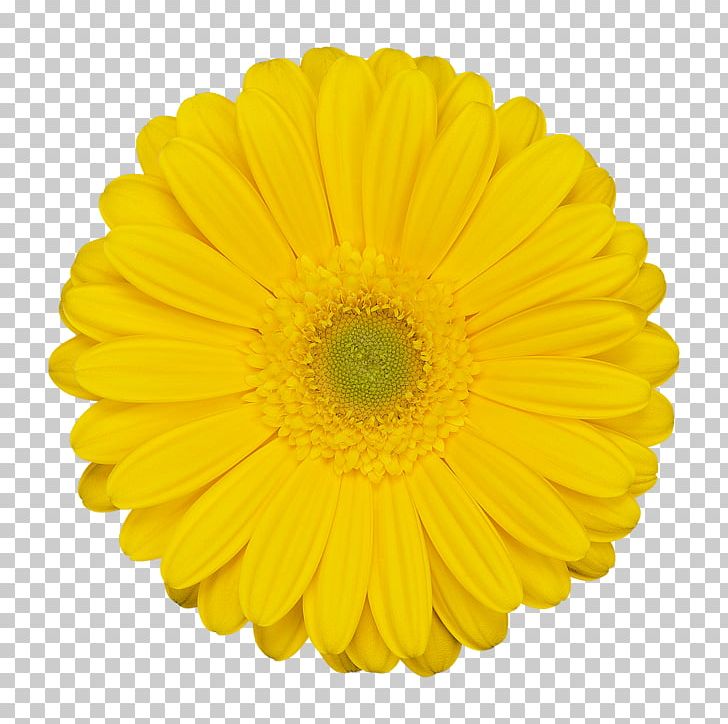 Flower Stock Photography Stock.xchng PNG, Clipart, Blue, Calendula, Chrysanths, Cut Flowers, Daisy Free PNG Download