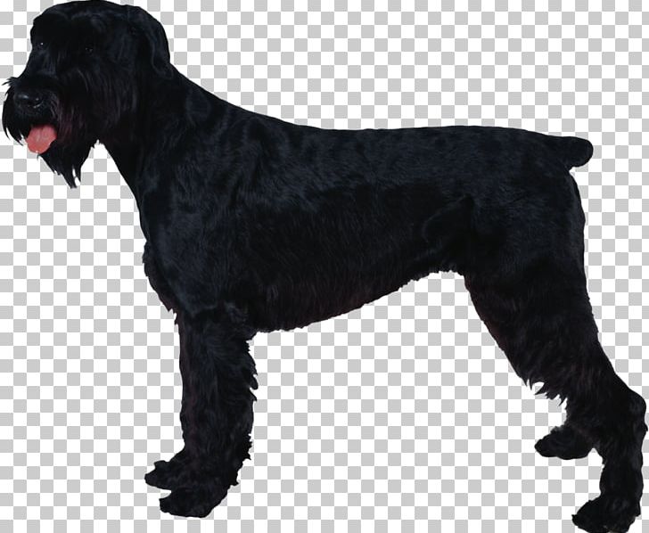 Giant Schnauzer Standard Schnauzer Miniature Schnauzer Black Russian Terrier PNG, Clipart, Black Russian Terrier, Carnivoran, Dog, Dog Breed, Dog Breed Group Free PNG Download