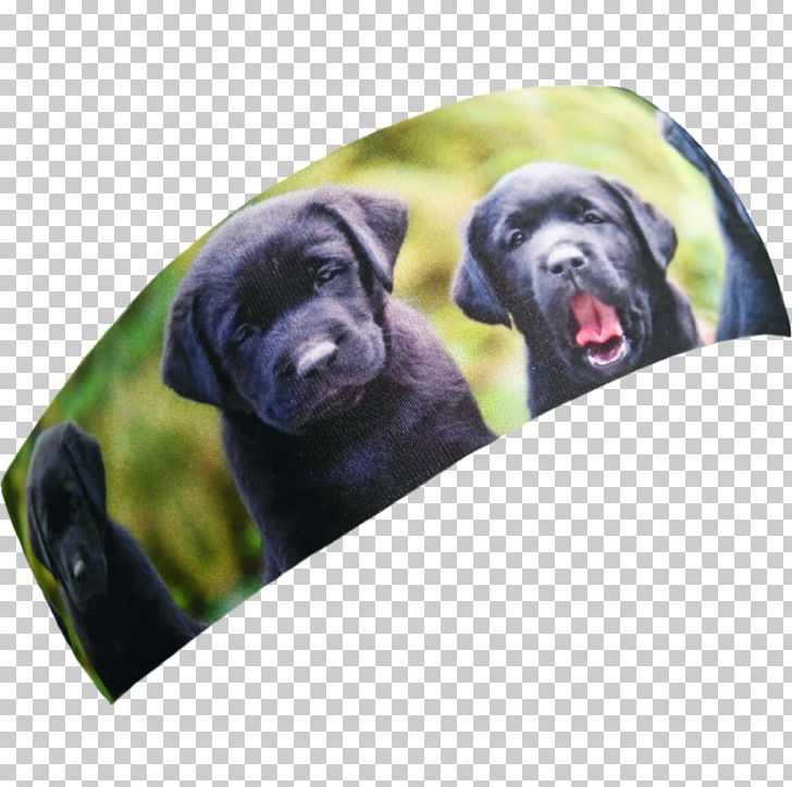 Labrador Retriever Puppy Dog Breed Sporting Group PNG, Clipart, Animals, Black, Black Labrador, Breed, Carnivoran Free PNG Download