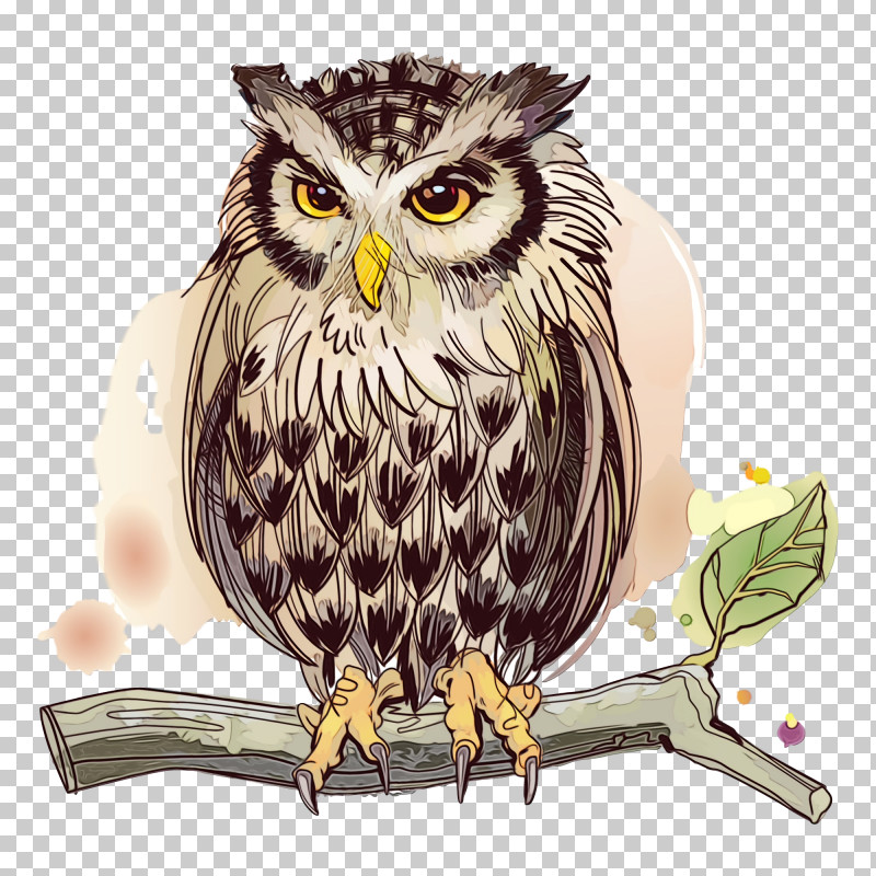 Owl Bird Bird Of Prey Beak Falconiformes PNG, Clipart, Beak, Bird, Bird Of Prey, Cartoon, Falconiformes Free PNG Download