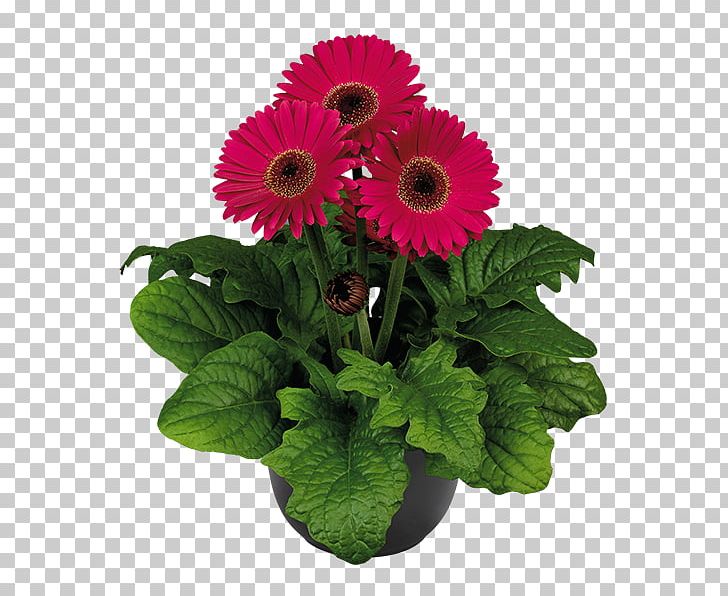 Cut Flowers Plant Gerbera Jamesonii Daisy Family PNG, Clipart, Annual Plant, Chrysanthemum, Chrysanths, Cut Flowers, Daisy Family Free PNG Download