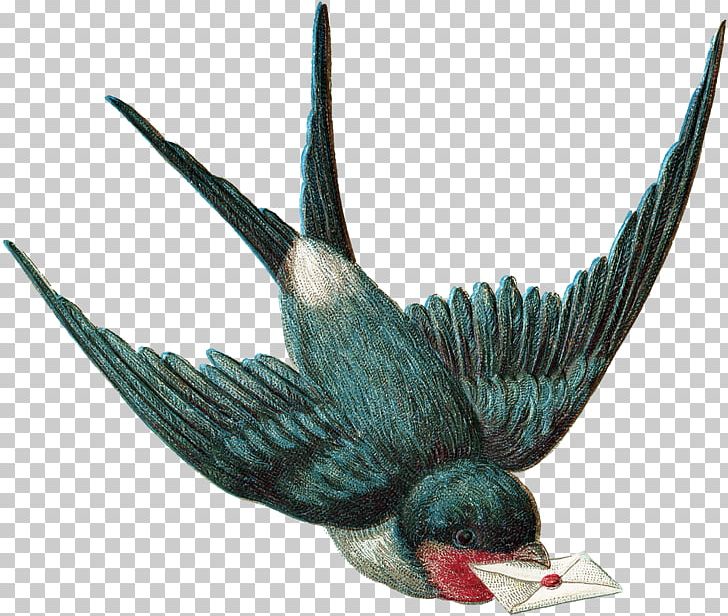 Beak Fauna Feather PNG, Clipart, Animals, Beak, Bird, Bird Pattern, Fauna Free PNG Download