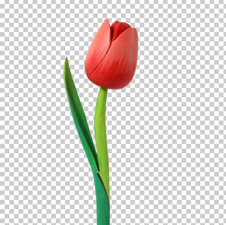 Cut Flowers Flowering Plant Tulip PNG, Clipart, Bud, Cut Flowers, Family, Flower, Flowering Plant Free PNG Download