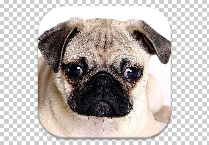 Pug Puppy Chinese Imperial Dog English Mastiff Dog Breed PNG, Clipart, Animals, Breed, Carnivoran, Companion Dog, Cuteness Free PNG Download