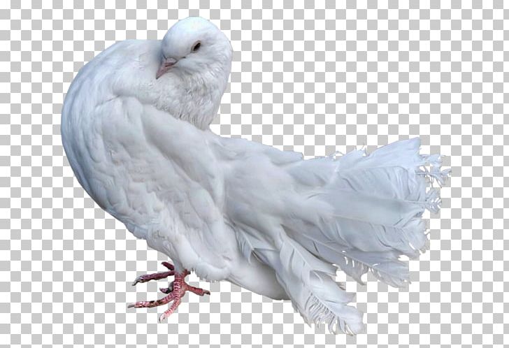 Stock Dove Domestic Pigeon Bird Columbidae Parrot PNG, Clipart, Advertising, Animal, Animals, Beak, Bird Free PNG Download