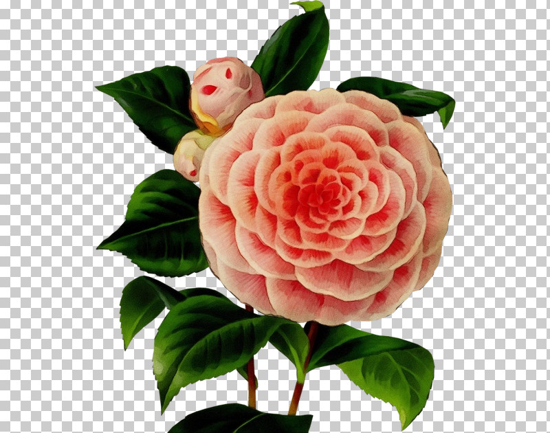 Rose PNG, Clipart, Camellia, Chinese Peony, Flower, Japanese Camellia, Paint Free PNG Download