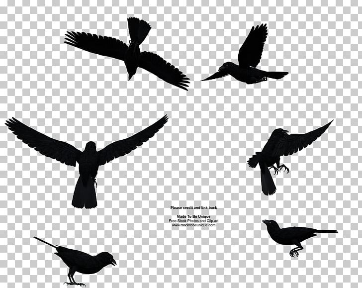 Bird Flight Goose PNG, Clipart, Animal Migration, Beak, Bird, Bird Flight, Bird Migration Free PNG Download
