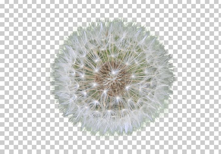 Dandelion Seed PNG, Clipart, Dandelion, Flowers, Nature Free PNG Download