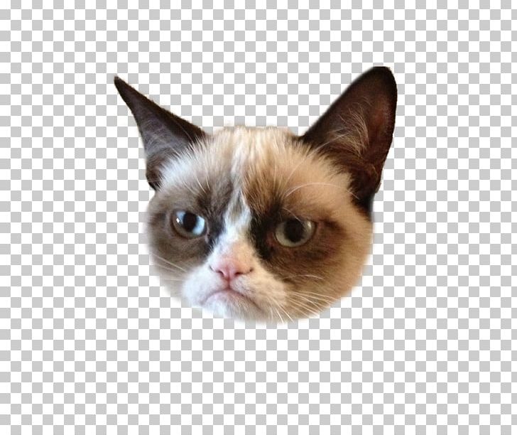 Grumpy Cat Kitten Humour Lolcat PNG, Clipart, Animals, Ben Lashes, Burmese, Carnivoran, Cat Free PNG Download