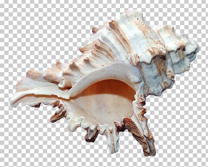 Seashell Mollusc Shell Shell Beach PNG, Clipart, Beach, Bone, Conch, Conchology, Jaw Free PNG Download