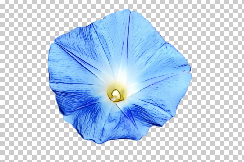 Beach Moonflower Cobalt Blue Flower Petal Morning Glory PNG, Clipart, Beach Moonflower, Biology, Cobalt, Cobalt Blue, Flower Free PNG Download